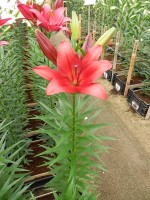 [5077 Break Out No02.JPG]